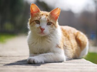 Rot getigerte Katze sitzt aufmerksam im Freien und blickt zur Seite