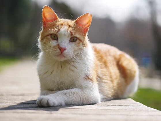 Rot getigerte Katze sitzt aufmerksam im Freien und blickt zur Seite