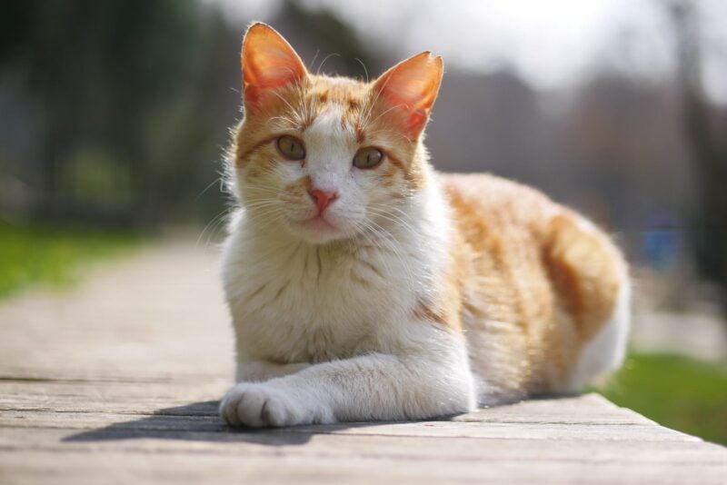 Rot getigerte Katze sitzt aufmerksam im Freien und blickt zur Seite