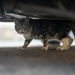 Zwei Millionen Straßenkatzen: Deutschlands verstecktes Problem Scheue Straßenkatze versteckt sich unter einem geparkten Auto und schaut hervor