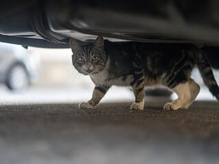 Scheue Straßenkatze versteckt sich unter einem geparkten Auto und schaut hervor