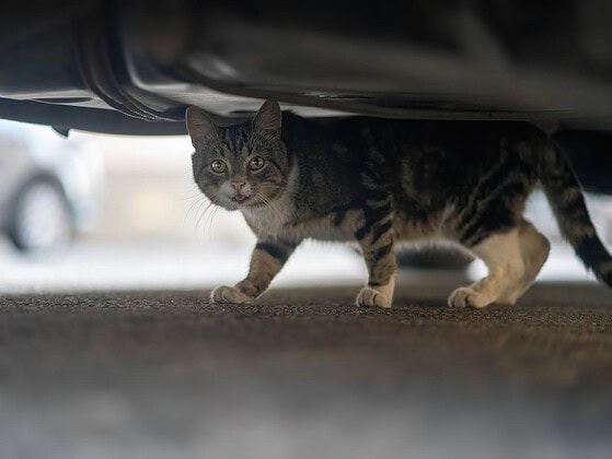 Scheue Straßenkatze versteckt sich unter einem geparkten Auto und schaut hervor