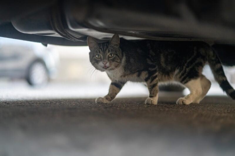 Scheue Straßenkatze versteckt sich unter einem geparkten Auto und schaut hervor