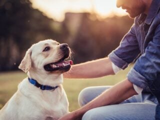 Hund sitzt im Gegenlicht neben einem Menschen und schaut zu ihm auf