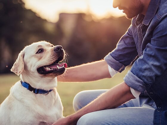 Hund sitzt im Gegenlicht neben einem Menschen und schaut zu ihm auf