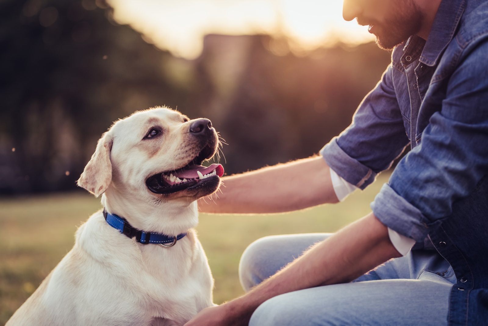 Hund sitzt im Gegenlicht neben einem Menschen und schaut zu ihm auf