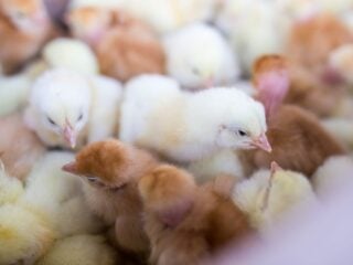 Viele gelbe Eintagsküken dicht nebeneinander von oben fotografiert