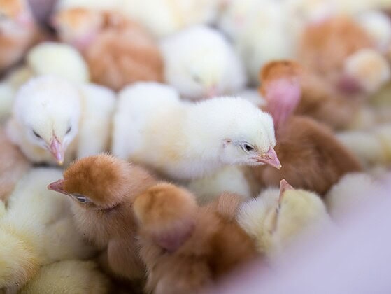 Viele gelbe Eintagsküken dicht nebeneinander von oben fotografiert