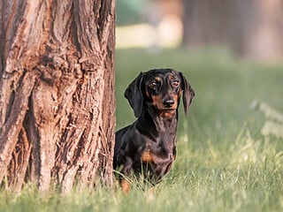 Schwarzer Zwergdackel sitzt im Park neben einem Baum und schaut in die Kamera
