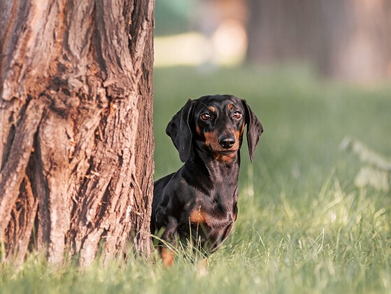 Schwarzer Zwergdackel sitzt im Park neben einem Baum und schaut in die Kamera