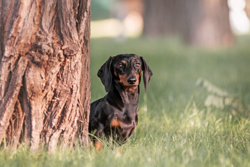 Schwarzer Zwergdackel sitzt im Park neben einem Baum und schaut in die Kamera