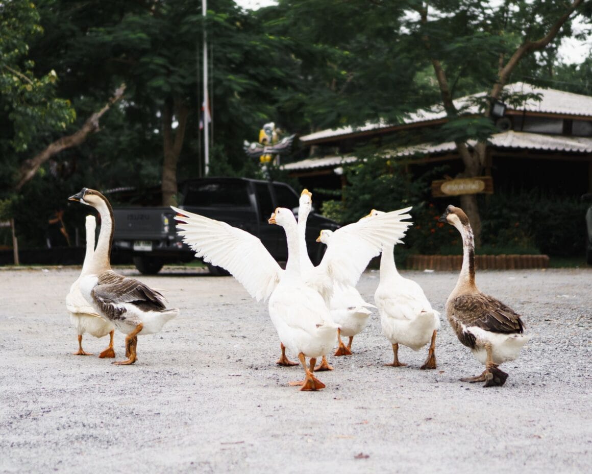Gruppe weißer und brauner Gänse steht auf einem Hof im Freien