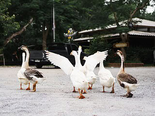 Gruppe weißer und brauner Gänse steht auf einem Hof im Freien
