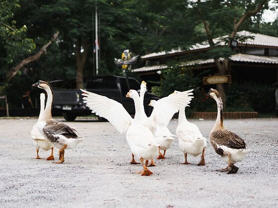 Gruppe weißer und brauner Gänse steht auf einem Hof im Freien