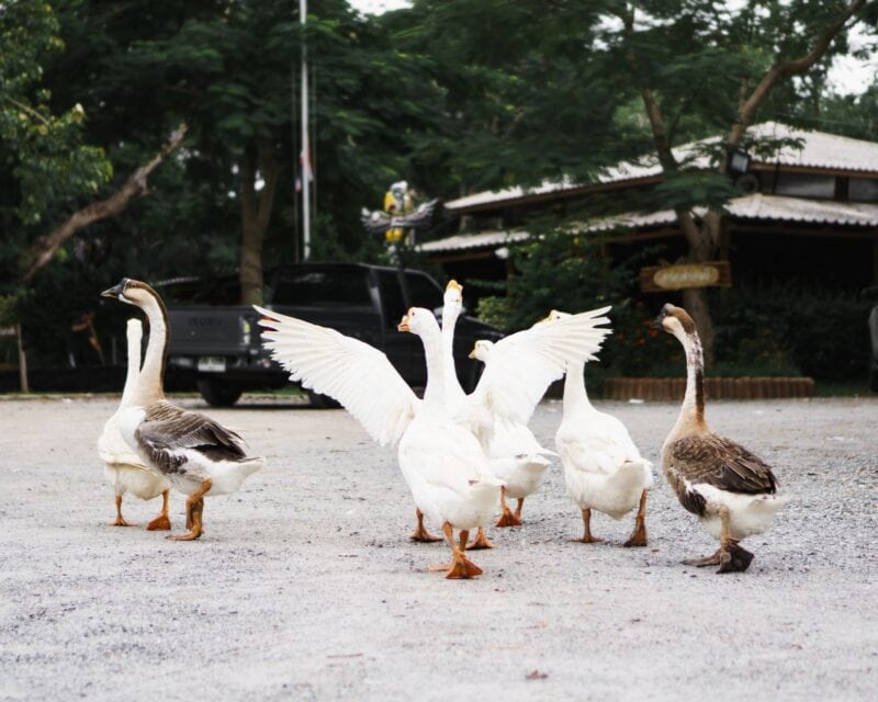 Gruppe weißer und brauner Gänse steht auf einem Hof im Freien