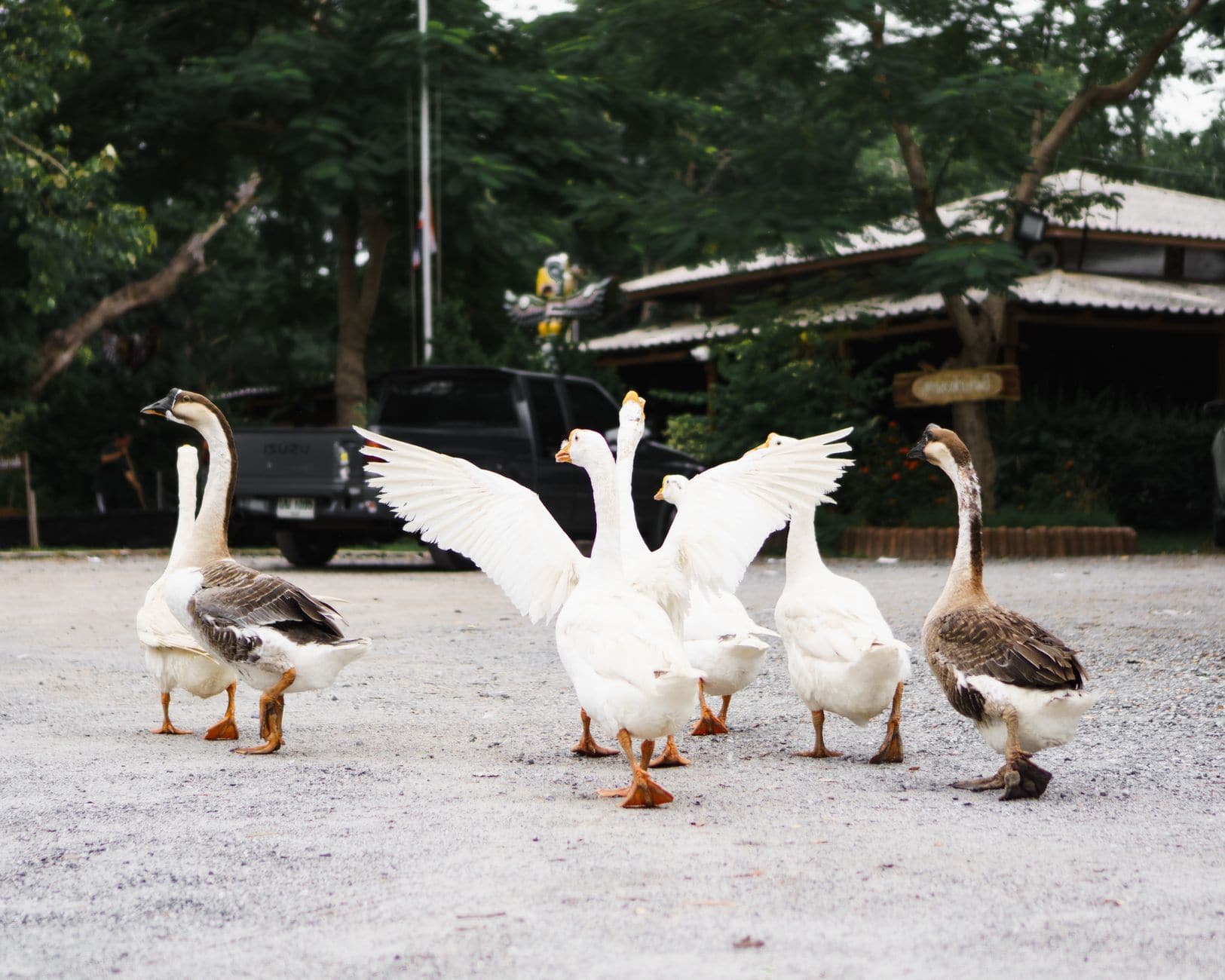 Gruppe weißer und brauner Gänse steht auf einem Hof im Freien