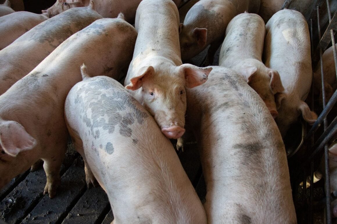 Mehrere Schweine stehen dicht gedrängt in einer Bucht eines Stalls
