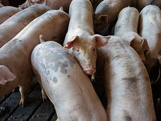 Mehrere Schweine stehen dicht gedrängt in einer Bucht eines Stalls