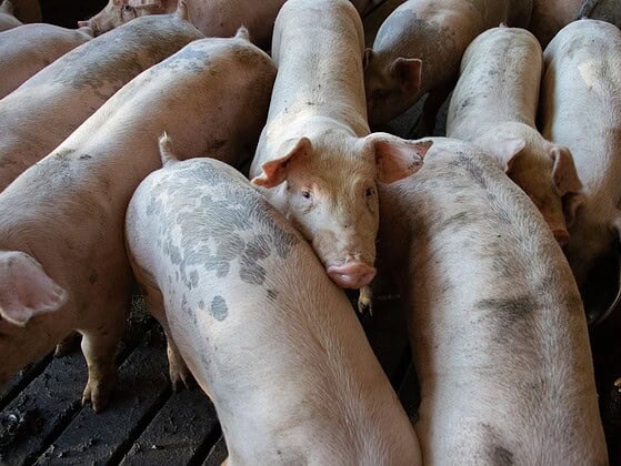 Mehrere Schweine stehen dicht gedrängt in einer Bucht eines Stalls