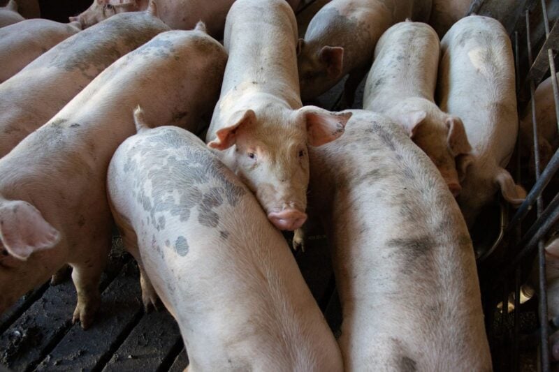 Mehrere Schweine stehen dicht gedrängt in einer Bucht eines Stalls