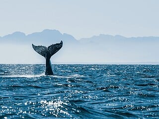 Wal an der Wasseroberfläche, Aufnahme aus einer Sea-Shepherd-Kampagne