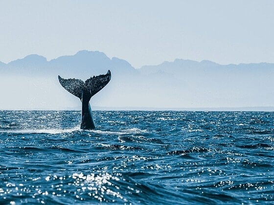 Wal an der Wasseroberfläche, Aufnahme aus einer Sea-Shepherd-Kampagne