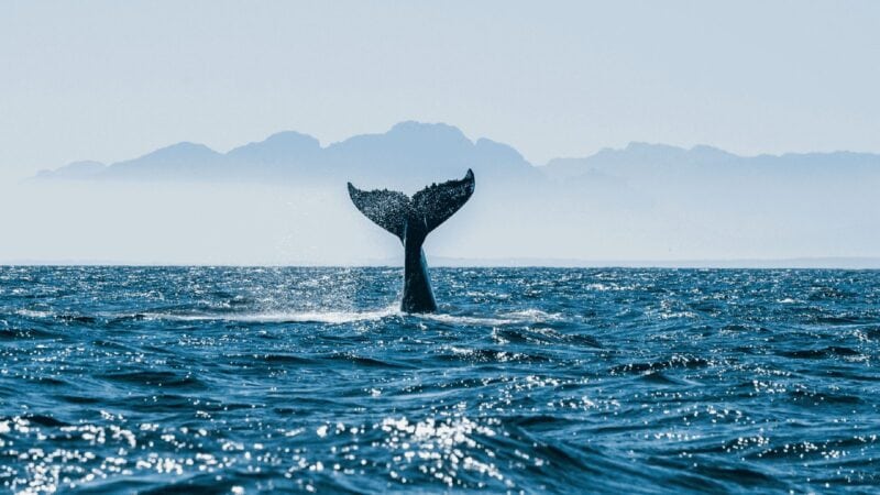 Wal an der Wasseroberfläche, Aufnahme aus einer Sea-Shepherd-Kampagne
