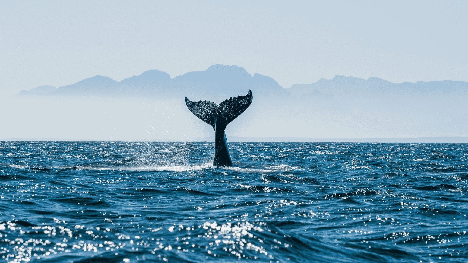 Wal an der Wasseroberfläche, Aufnahme aus einer Sea-Shepherd-Kampagne