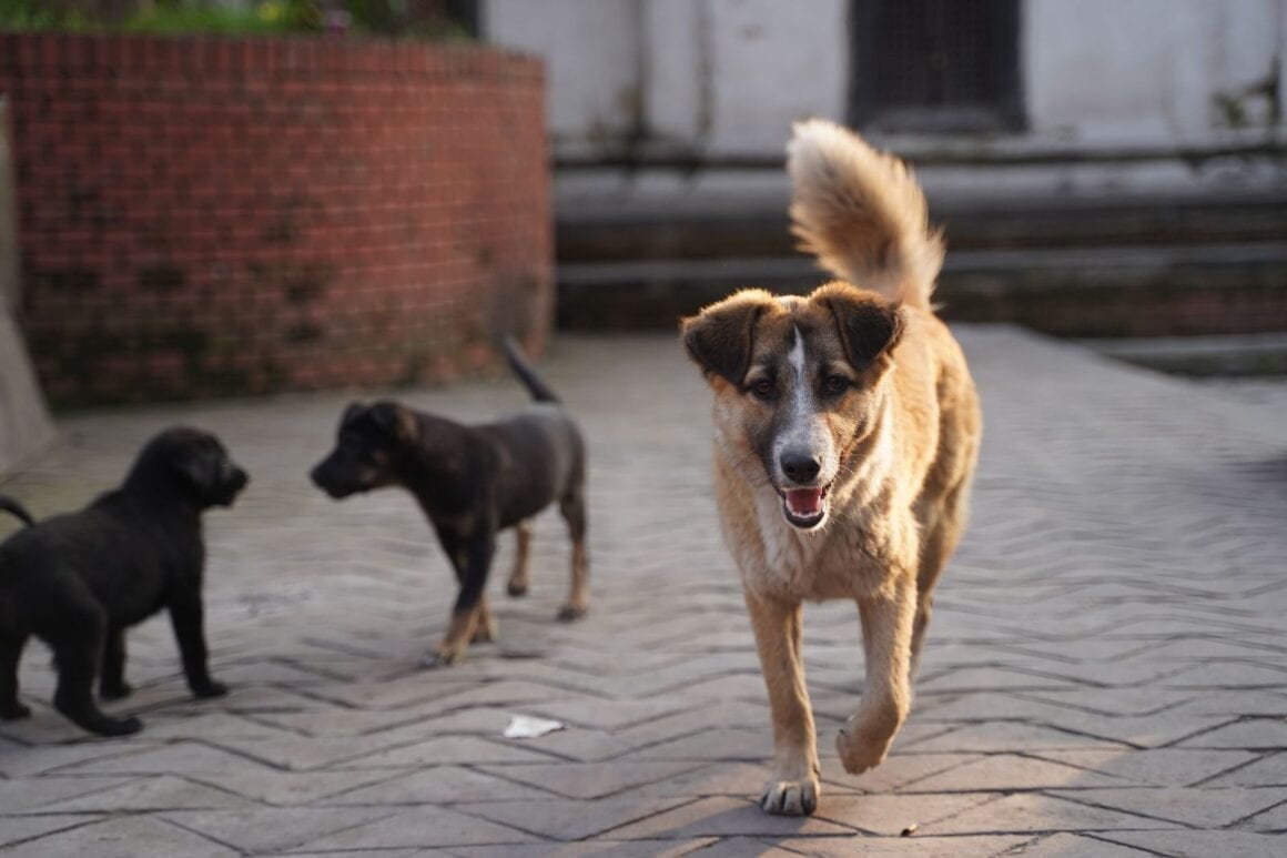 Drei Straßenhunde auf einem gepflasterten Platz, ein hellbrauner Hund läuft auf die Kamera zu