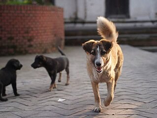 Drei Straßenhunde auf einem gepflasterten Platz, ein hellbrauner Hund läuft auf die Kamera zu