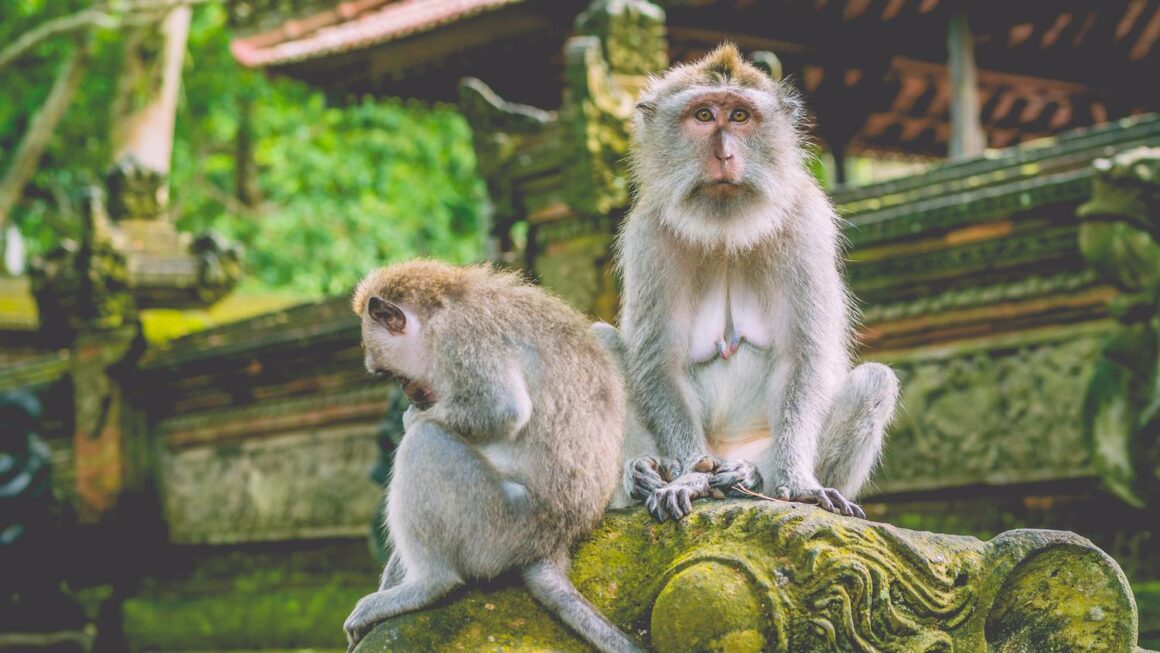 Zwei Langschwanzmakaken sitzen auf einer Steinfigur im Affenwald auf Bali
