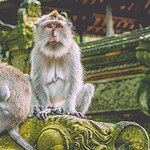 Monkey Torture Network: How US Agents Are Taking It Apart Zwei Langschwanzmakaken sitzen auf einer Steinfigur im Affenwald auf Bali
