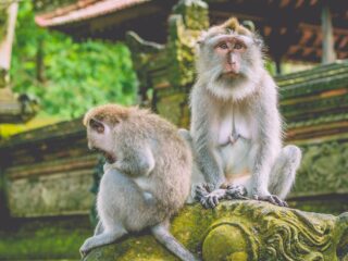 Zwei Langschwanzmakaken sitzen auf einer Steinfigur im Affenwald auf Bali
