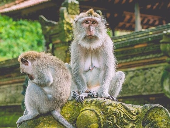 Zwei Langschwanzmakaken sitzen auf einer Steinfigur im Affenwald auf Bali