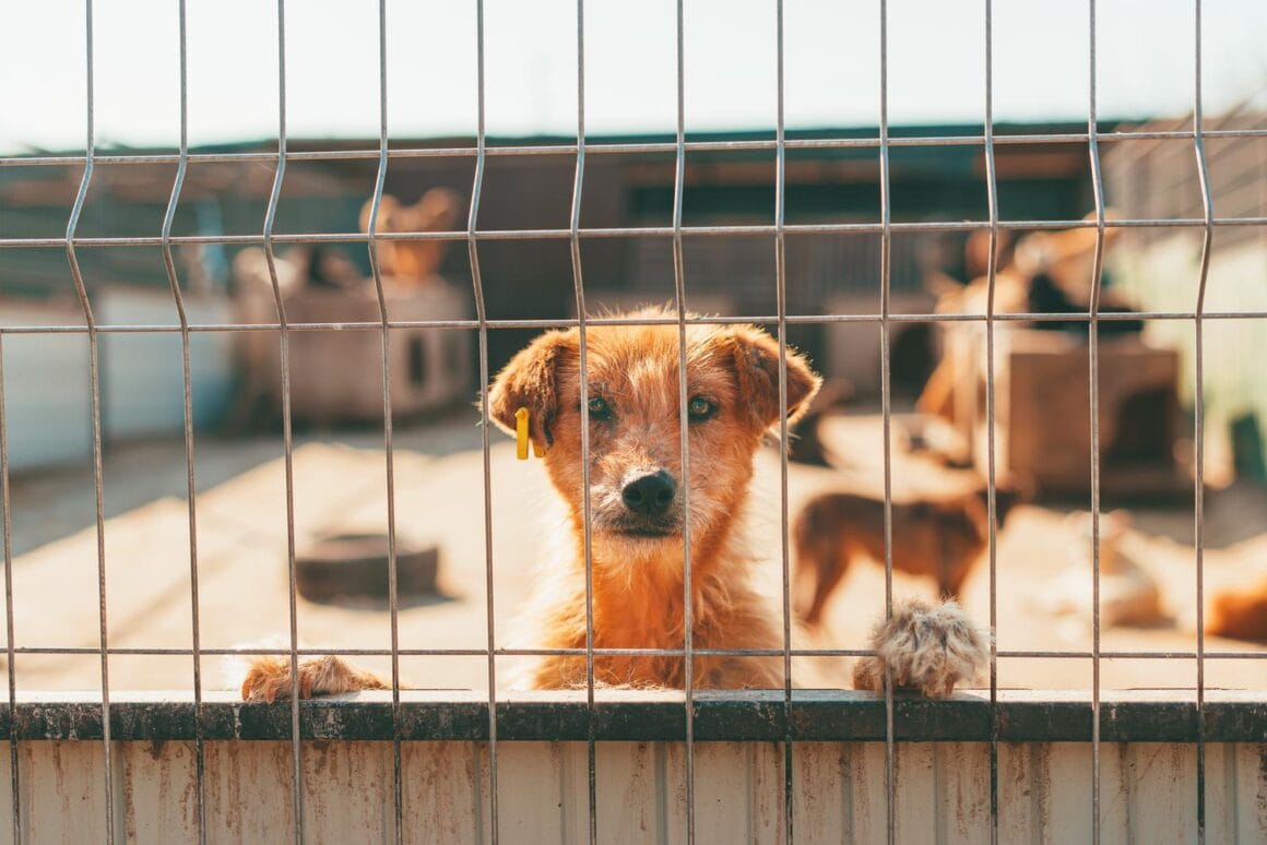 Rothaariger Hund schaut durch einen Maschendrahtzaun in die Kamera