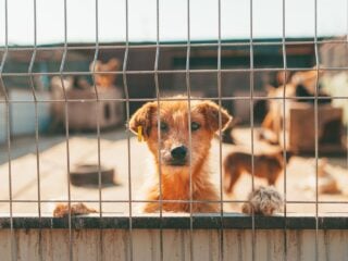 Rothaariger Hund schaut durch einen Maschendrahtzaun in die Kamera