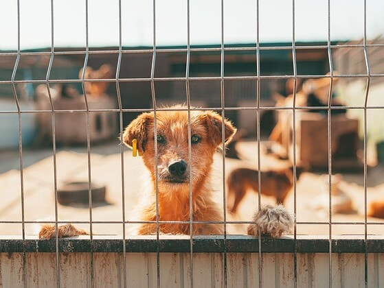 Rothaariger Hund schaut durch einen Maschendrahtzaun in die Kamera