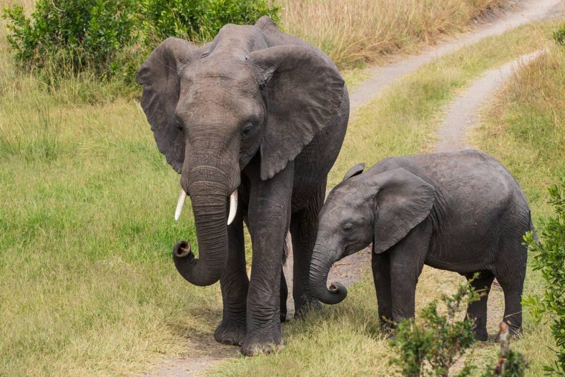 Elefantenfamilie zieht durch die Savanne der Masai Mara in Kenia