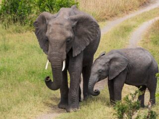 Elefantenfamilie zieht durch die Savanne der Masai Mara in Kenia
