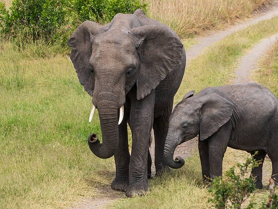 Elefantenfamilie zieht durch die Savanne der Masai Mara in Kenia