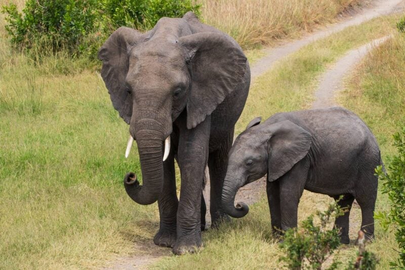 Elefantenfamilie zieht durch die Savanne der Masai Mara in Kenia