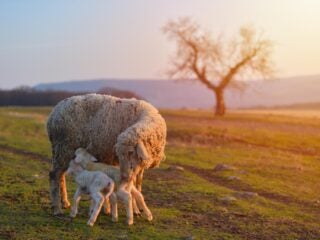 Mutterschaf mit zwei neugeborenen Lämmern auf einer Weide im warmen Abendlicht