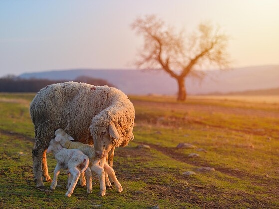 Mutterschaf mit zwei neugeborenen Lämmern auf einer Weide im warmen Abendlicht