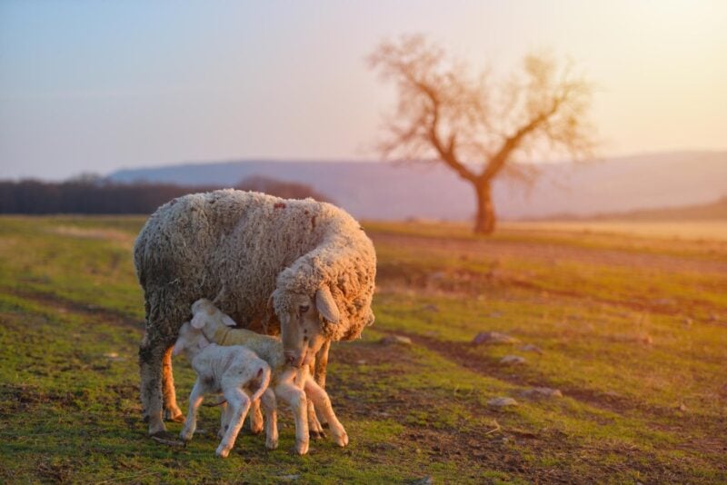 Mutterschaf mit zwei neugeborenen Lämmern auf einer Weide im warmen Abendlicht