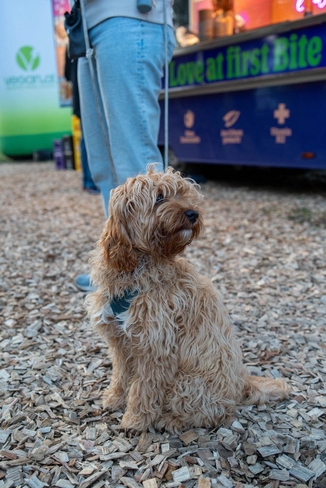 Junger Labradoodle sitzt auf Holzschnitzeln vor einem beleuchteten Foodtruck auf der VeganMania