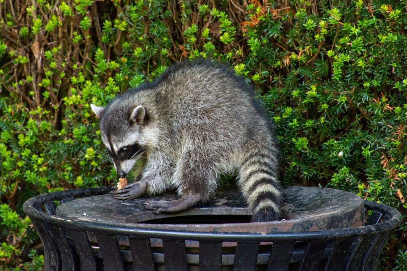 Zwei Waschbären durchsuchen eine Mülltonne in einem Stadtpark