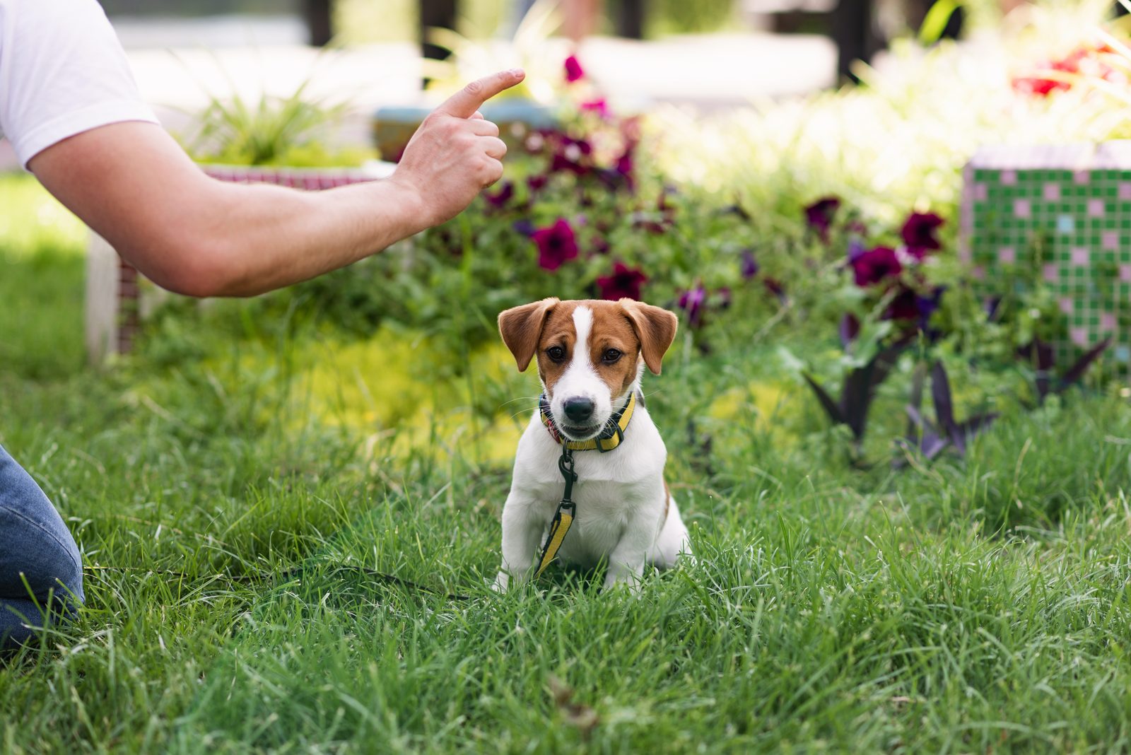 Hand eines Menschen gibt ein Handzeichen, ein Jack Russell Terrier sitzt aufmerksam davor im Gras
