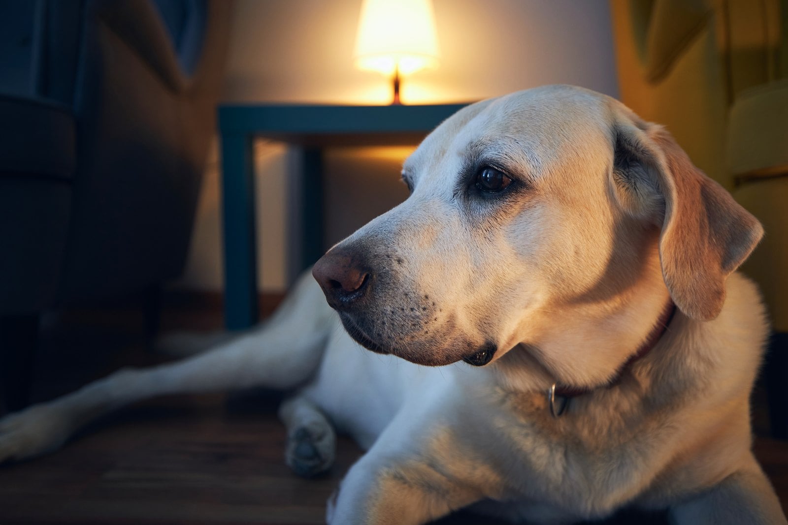 Älterer Labrador liegt entspannt auf dem Boden in einem warm beleuchteten Wohnzimmer