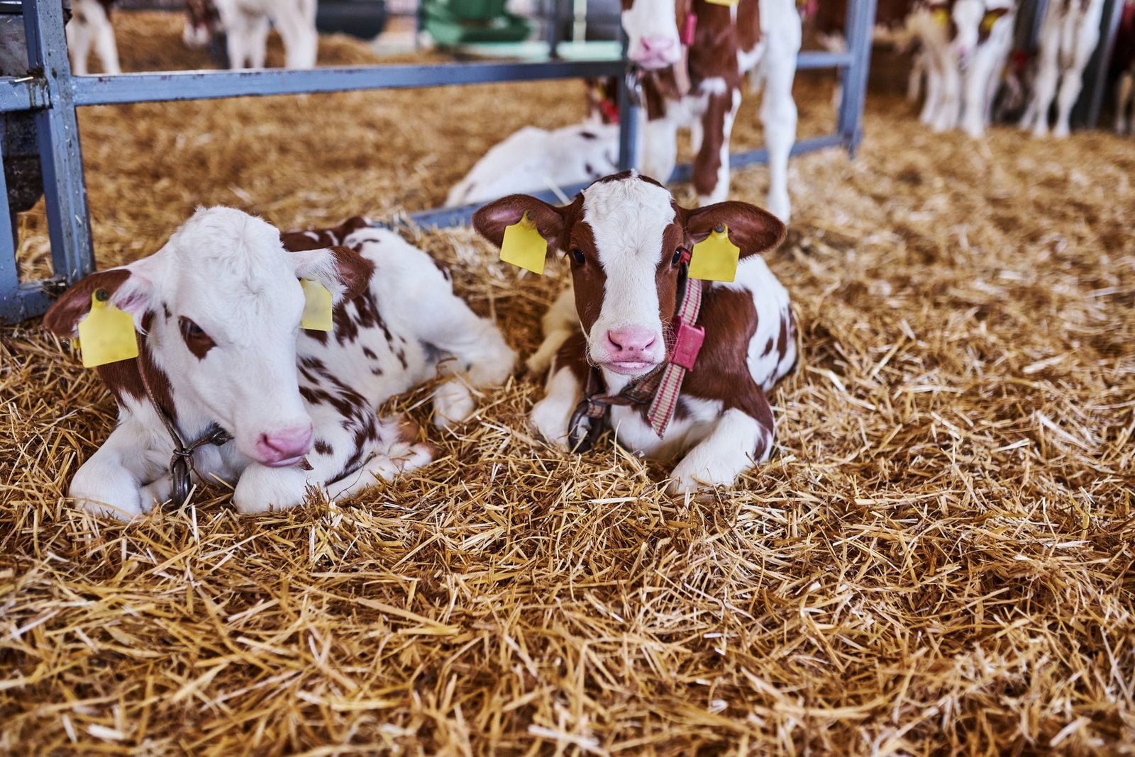 Zwei junge Kälber mit gelben Ohrmarken liegen im Stroh eines Kälberstalls