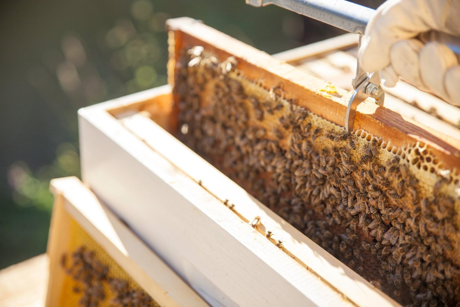 Imker in Handschuhen zieht eine Wabe voller Bienen aus einer Holzbeute